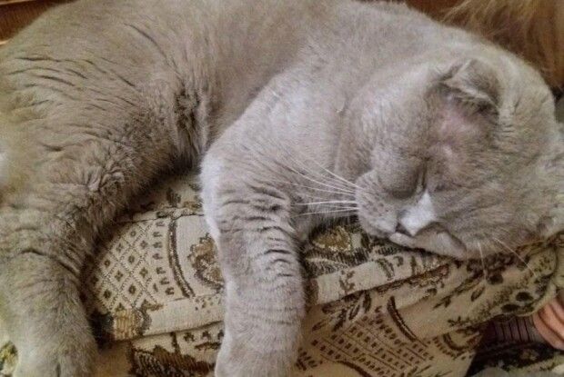 На Балці у Луцьку зник хвостатий «британець» (фото)