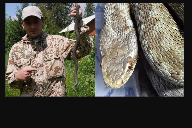 Уродженця Львівщини понад 50 разів кусали змії