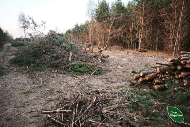 На Волині через суперечку знищено молоді насадження
