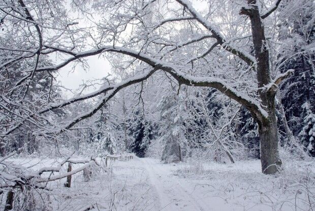 Чи надовго зима на Волині?