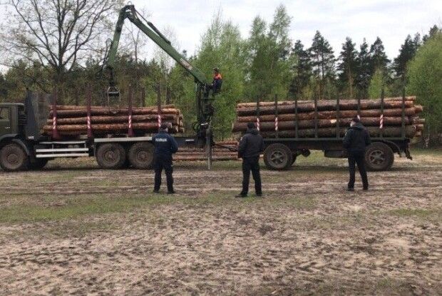 Засудили лісівника, який дозволив зрубати... 19 дерев