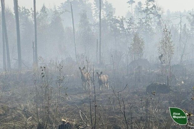 Волинські лісівники показали на фото звірів, дім яких спалили люди