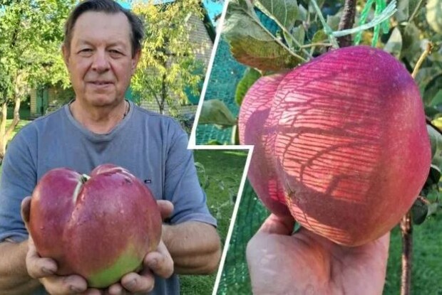 Який садівник, таке  й… яблуко! Яблукозавр!