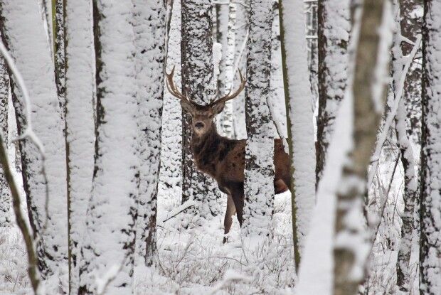 Працівники «Цуманської пущі» оприлюднили неймовірні світлини (Фото) 