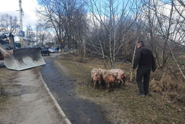 У Луцьку посеред дороги з вантажівки повипадали... свині (Фото)