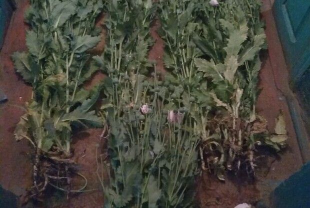 Поліцейські прийшли до волинянки на город і знайшли посіви маку 