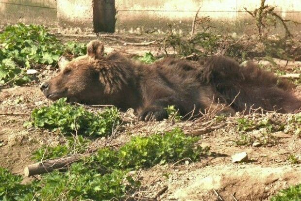 Восьмеро бурих ведмедів Луцького зоопарку прокинулися після зимової сплячки
