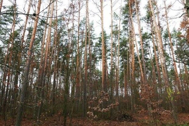 На жителя Рівненщини впала гілка – чоловік помер у лікарні