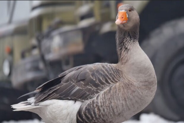 Бойовий талісман (Відео)