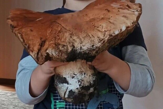 У старовижівському лісі вимахав 4-кілограмовий боровик