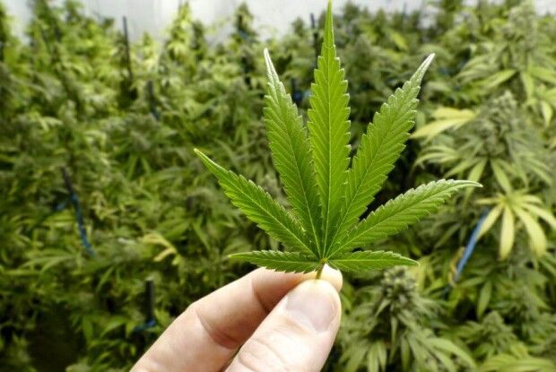 Волинянин удома вирощував не тільки картоплю, а й канабіс