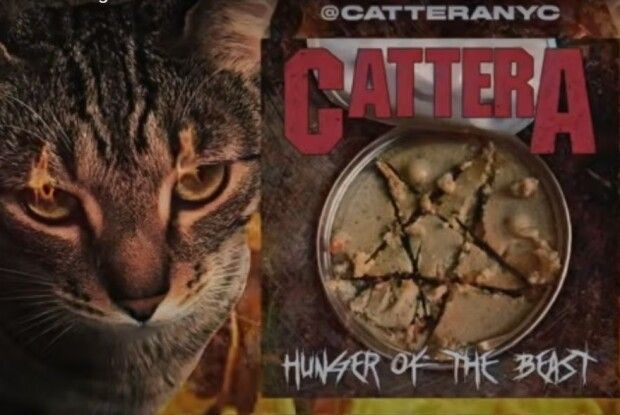 З'явився рок-гурт Cattera, де вокалістом став кіт (Відео)