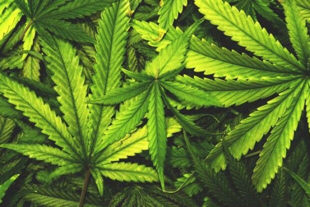 Вирощування марихуани може стати проривом для агросфери України
