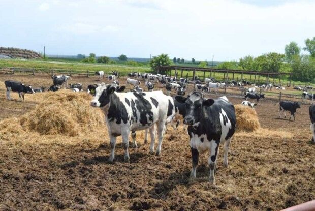 Волинські фермери отримають компенсацію на будівництво ферм