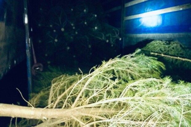 На Волині виявили автомобіль з контрабандними ялинками (Фото)