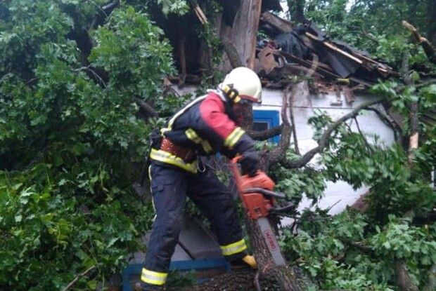 Старезний дуб розтрощив селянам хату на Рівненщині