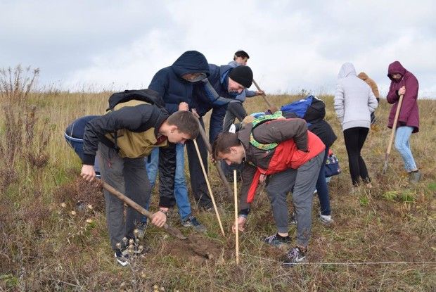 У Лаврові посадили буки 