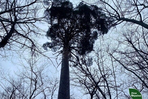 На Волині молодий хлопець загинув під час заготівлі деревини: деталі