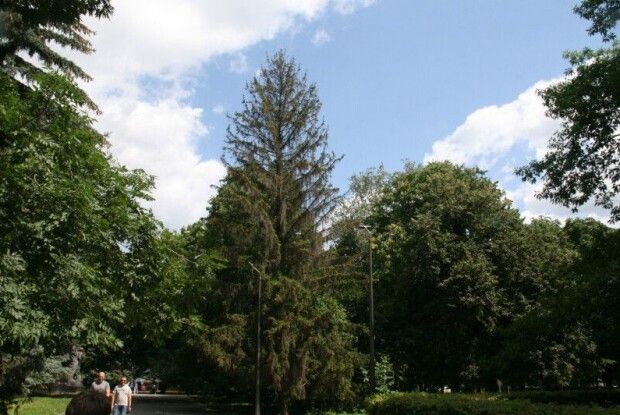 У Луцьку на Меморіалі Слави зріжуть дерева