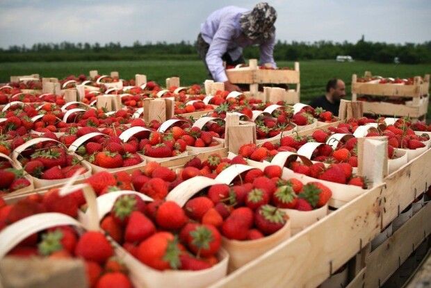 У Польщі фермер продавав українцям «липові» запрошення на заробітки
