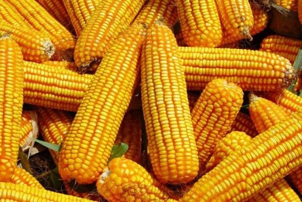 На Волині фермер застукав на гарячому злодія, який встиг натрощити пів тонни кукурудзи 