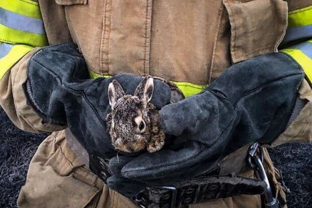 На Волині вогнеборці врятували з полум’я зайченят. Але не всіх...