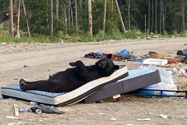 Ведмідь знайшов на звалищі матрац і влаштував відпочинок