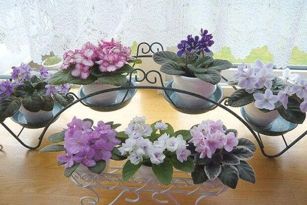 Хай тішить різнобарв’я фіалок