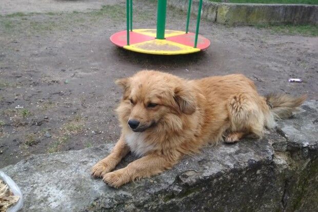 У Луцьку шукають Людину для рудого красеня