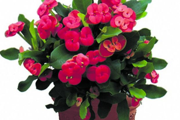 Хочете цвітіння «без відпусток» — ​придбайте молочай Міля