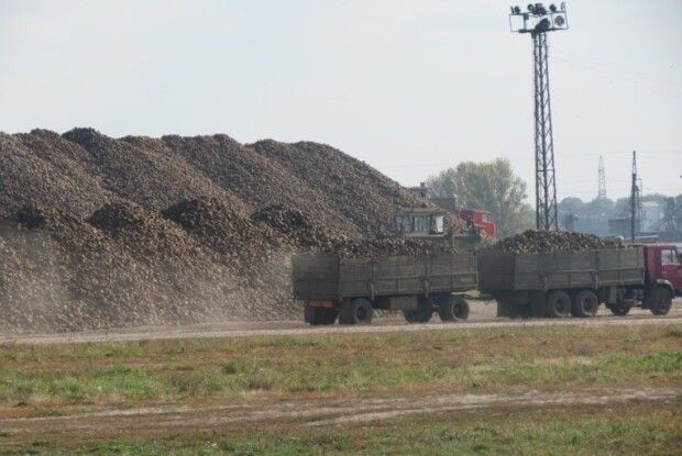 На території луцького цукрового заводу височіють кількаметрові кагати буряків (Фото)