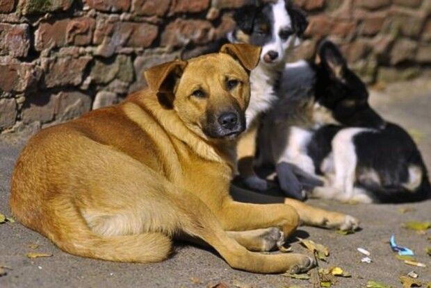 У місті на Волині з наступного тижня розпочнуть відловлювати собак