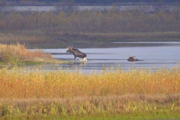 Чорнобильські лосі влаштували парубоцьку вечірку з водними процедурами (Фото)