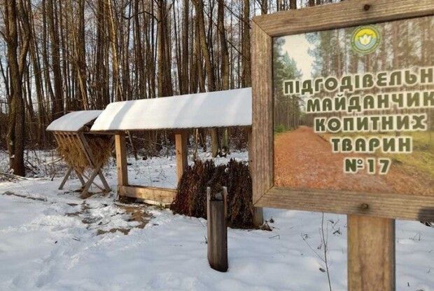 Якраз напередодні Дня підгодівлі у Шацькому нацпарку підгодували тварин