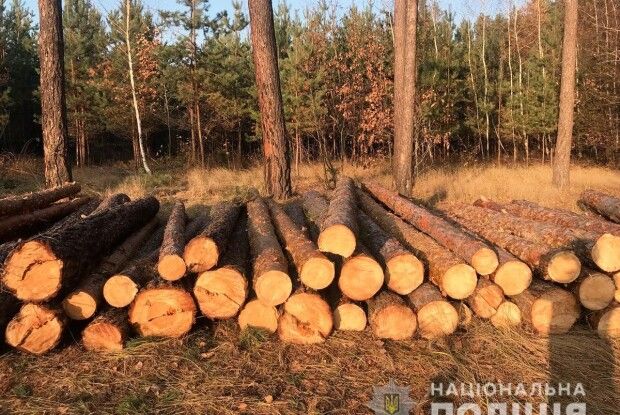 Замість ростити й берегти – рубали сосни та дуби: у двох лісництвах викрили зухвалих лісокрадів (Фото)