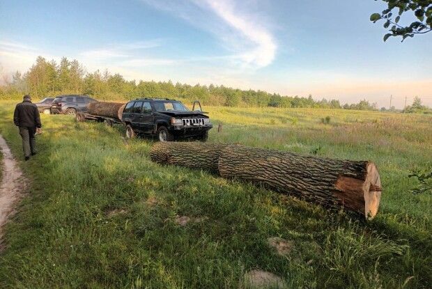 Піде під суд волинянин, який незаконно зрубав дуби в заказнику (Фото)