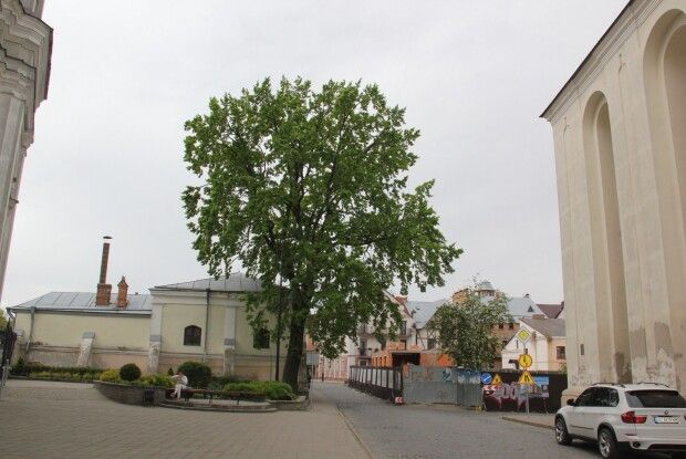 Дуб біля будинку Косачів у Луцьку – жива нитка зв’язку між Лесею Українкою і нами