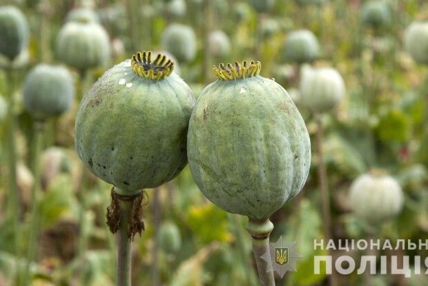 Волинянка насіяла на городі маку: поліція відкрила кримінал