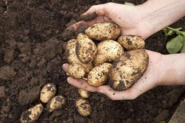 Уже зібрали другий хліб? Час смачно готувати (Рецепти)