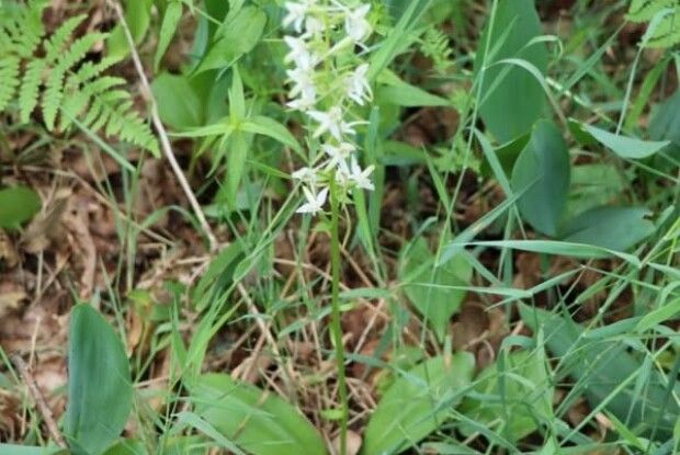 Квіткова різноманітність під охороною: у нацпарку на Волині – сезон цвітіння рідкісних видів (Фото)