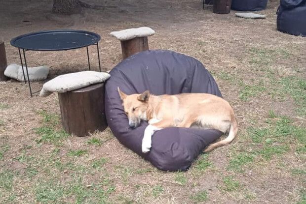 Безпритульні собаки облюбували балабаси у центрі Рівного (Фото)