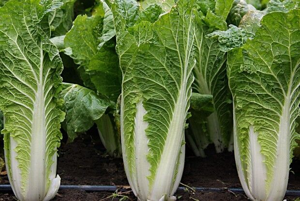 Хорохоринці не їздять на закордонні заробітки