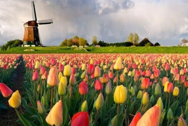 Нідерланди вирішили відмовитися від назви «Голландія»