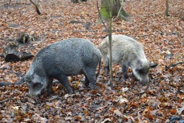 Як на Старовижівщині відновлюють популяцію диких кабанів
