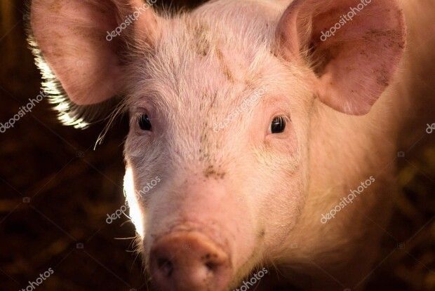 Порося застрягло в каналізації