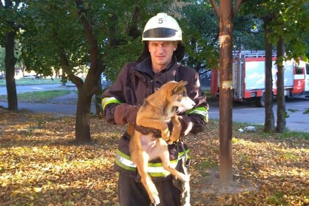 Героїзм вогнеборців та трьохколінна драбина врятували життя необачному рудому псу