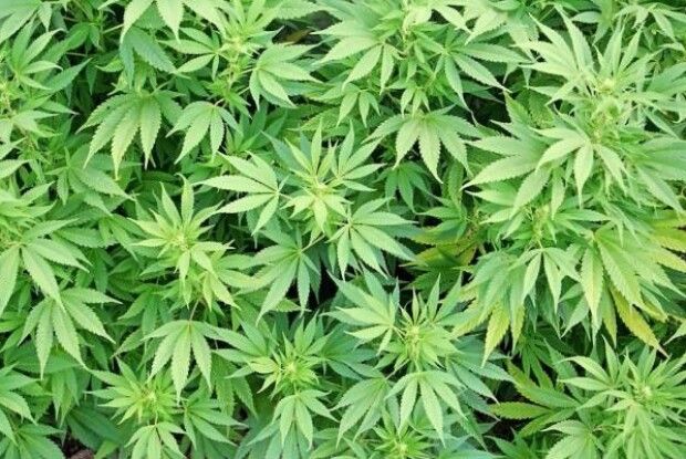 У Ратному поліцейські вилучили марихуану