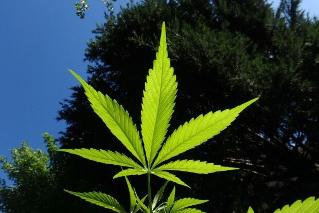 Волинянин висушував коноплю, вживав її і продавав людям: його судитимуть