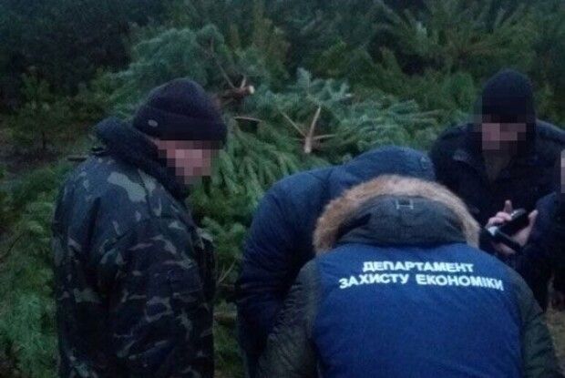 На Волині лісівник «пустив наліво» 150 новорічних сосен