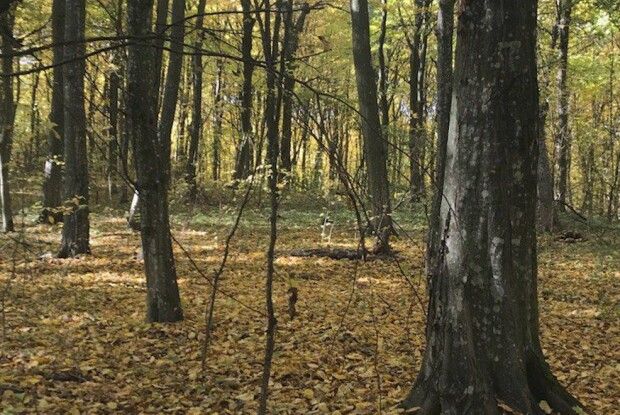 Понад 300 тисяч гривень відшкодує житель Рівненщини за зрізані дерева